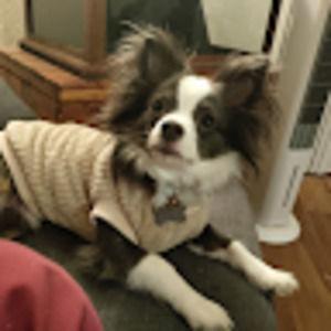 Meet your Posher, Sophie